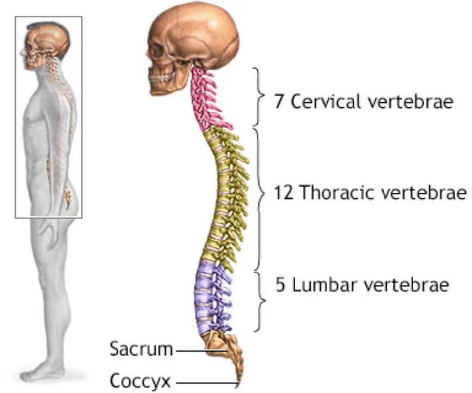 Spine diagram labeling cervical, thoracic and lumbar vertebrae, sacrum and coccyx.