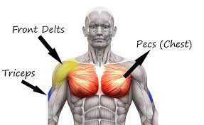 Anatomical diagram highlighting chest, front shoulders and triceps.