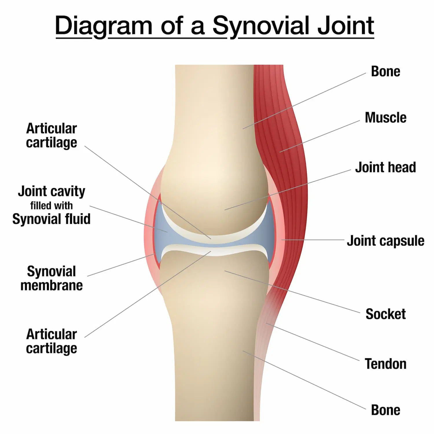 Labeled diagram of a synovial joint.