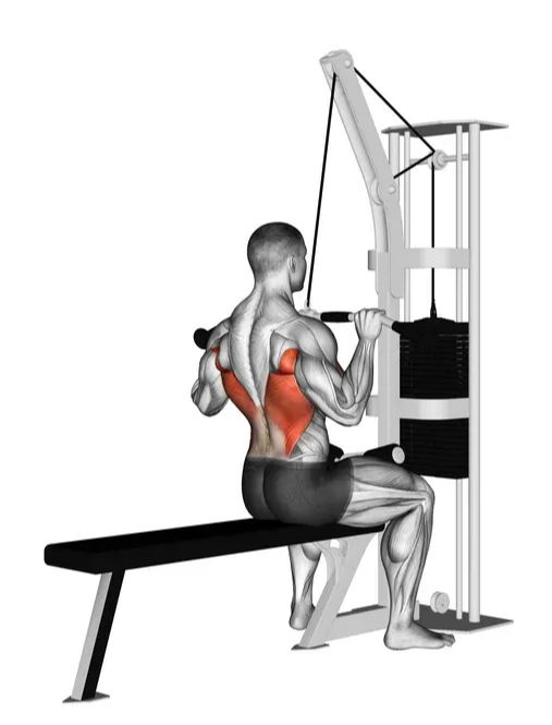 Anatomical illustration of a seated lat pulldown.